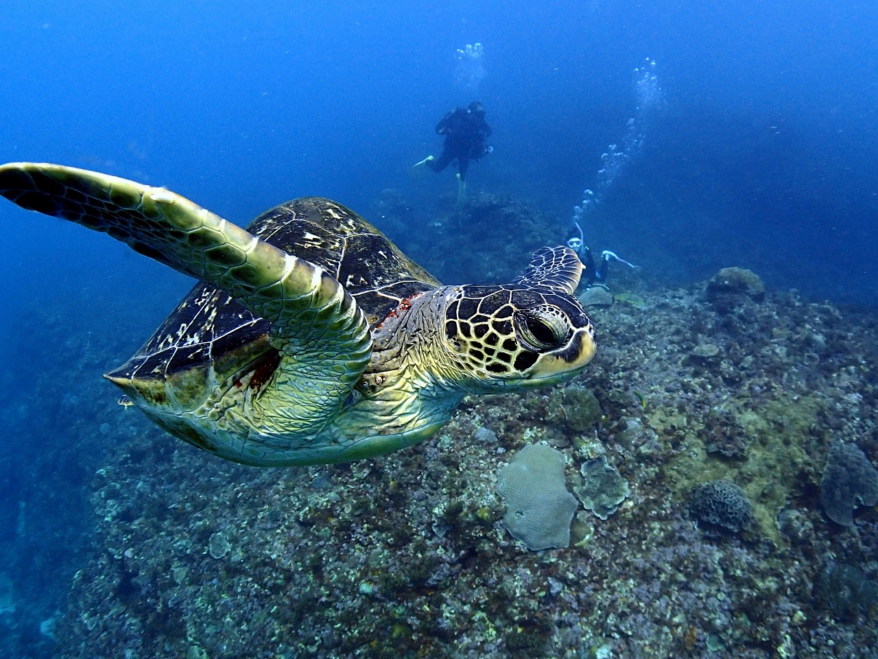 海を気持ちよく泳ぐウミガメ